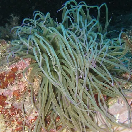 Апартаменты L'ogliera Dell'aia *